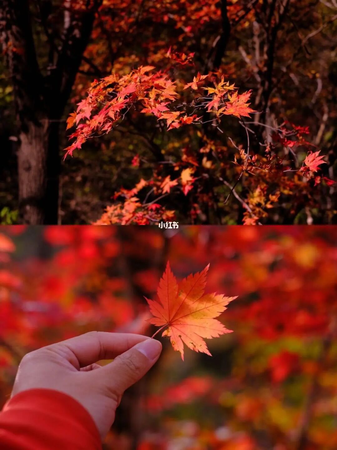 不用京都！本溪关门山国内赏枫天花板🍁