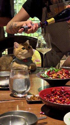 瞧瞧这只小猫咪，真是太懂事了。桌子上摆满各式各样的饭菜，美酒饮料都摆在跟前，诱惑