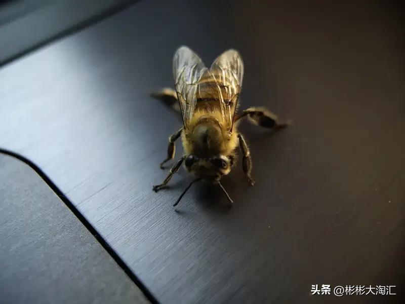 一只蜜蜂一生能酿造的蜂蜜少得可怜。一只工蜂在流蜜期平均日采集 10 次，每次载蜜