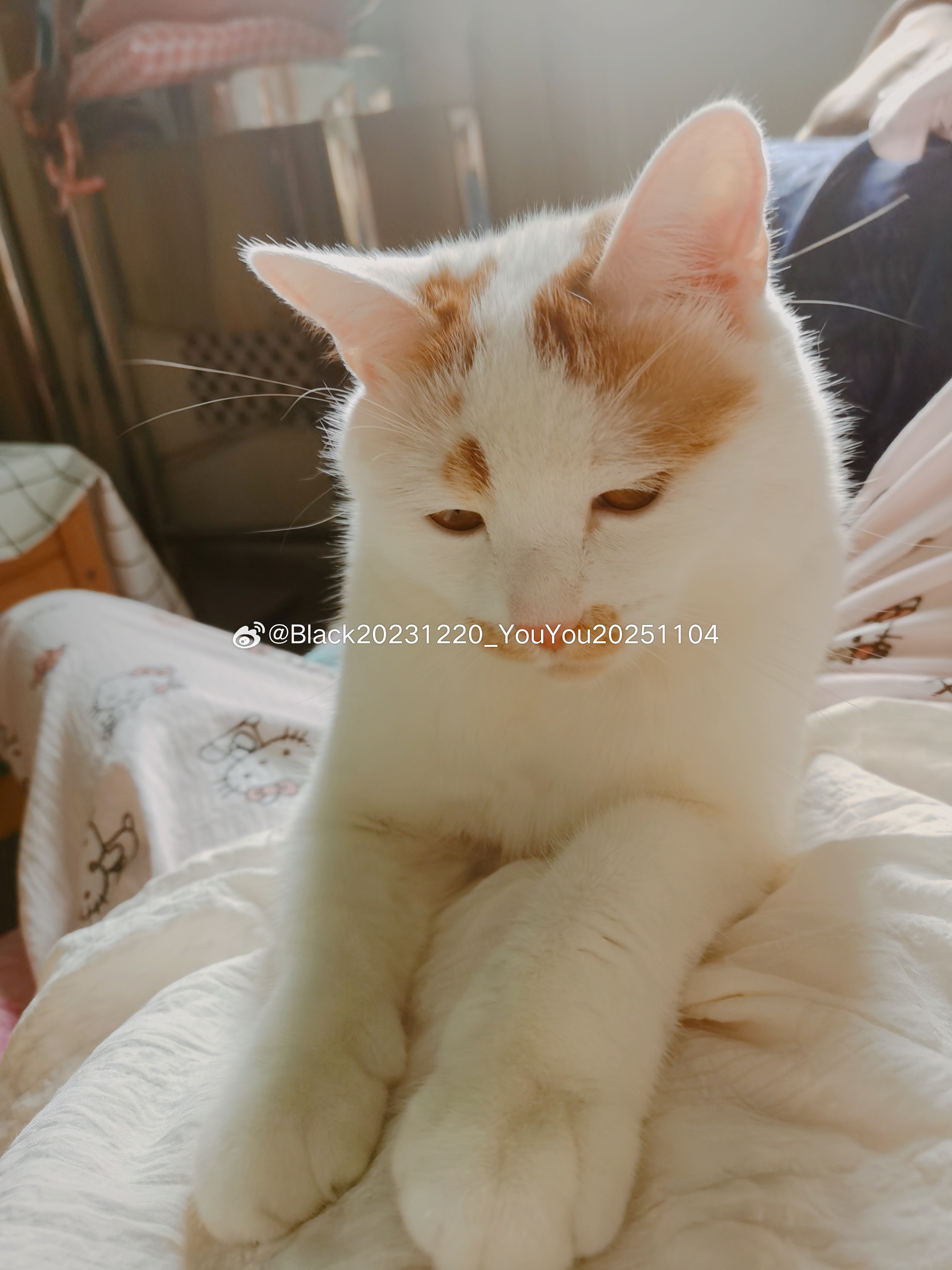 🐈是快乐生活必备品我儿子的脚脚真的好大呀❤️❤️❤️ 