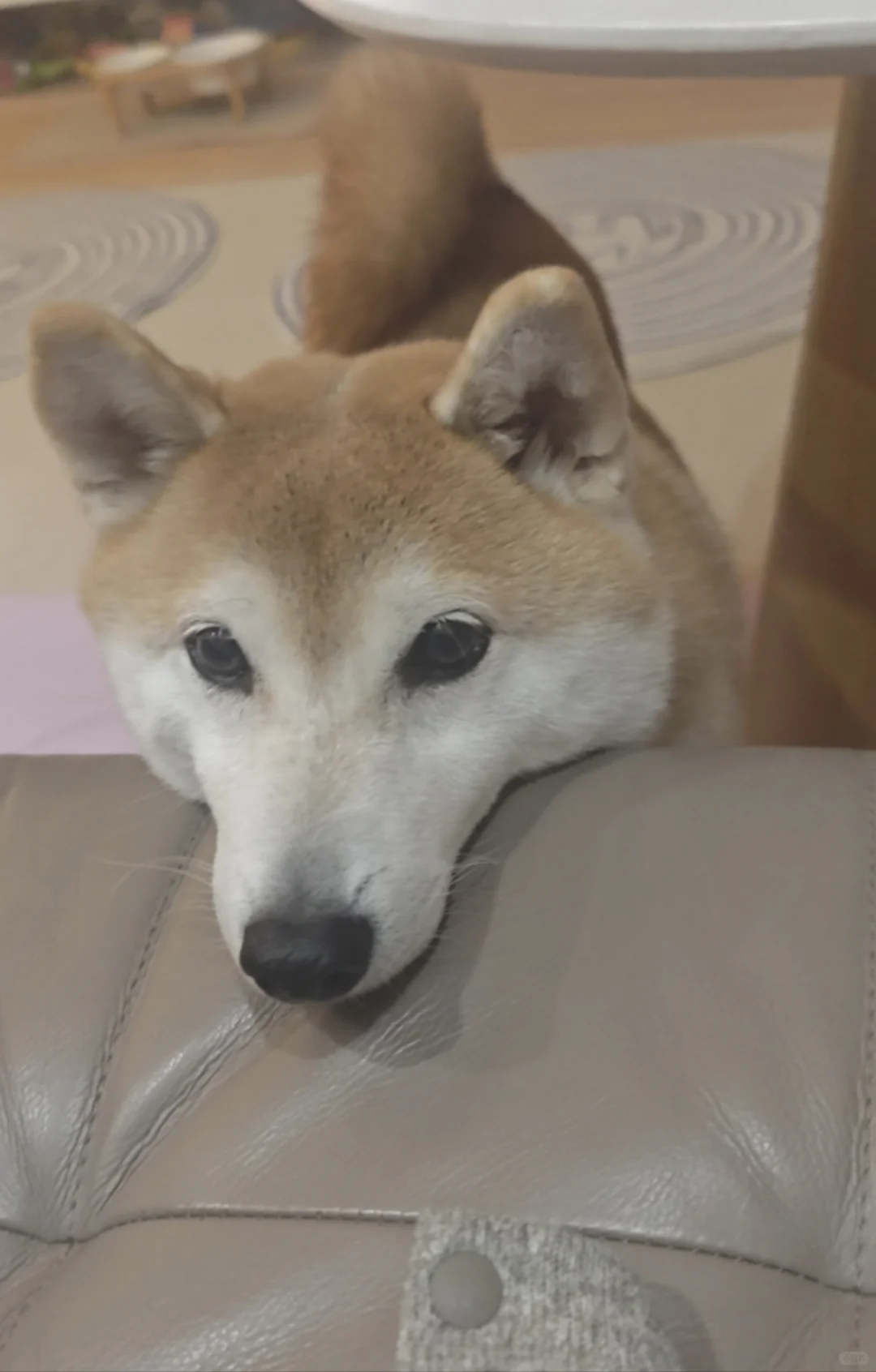 当小狗这么看着你的时候