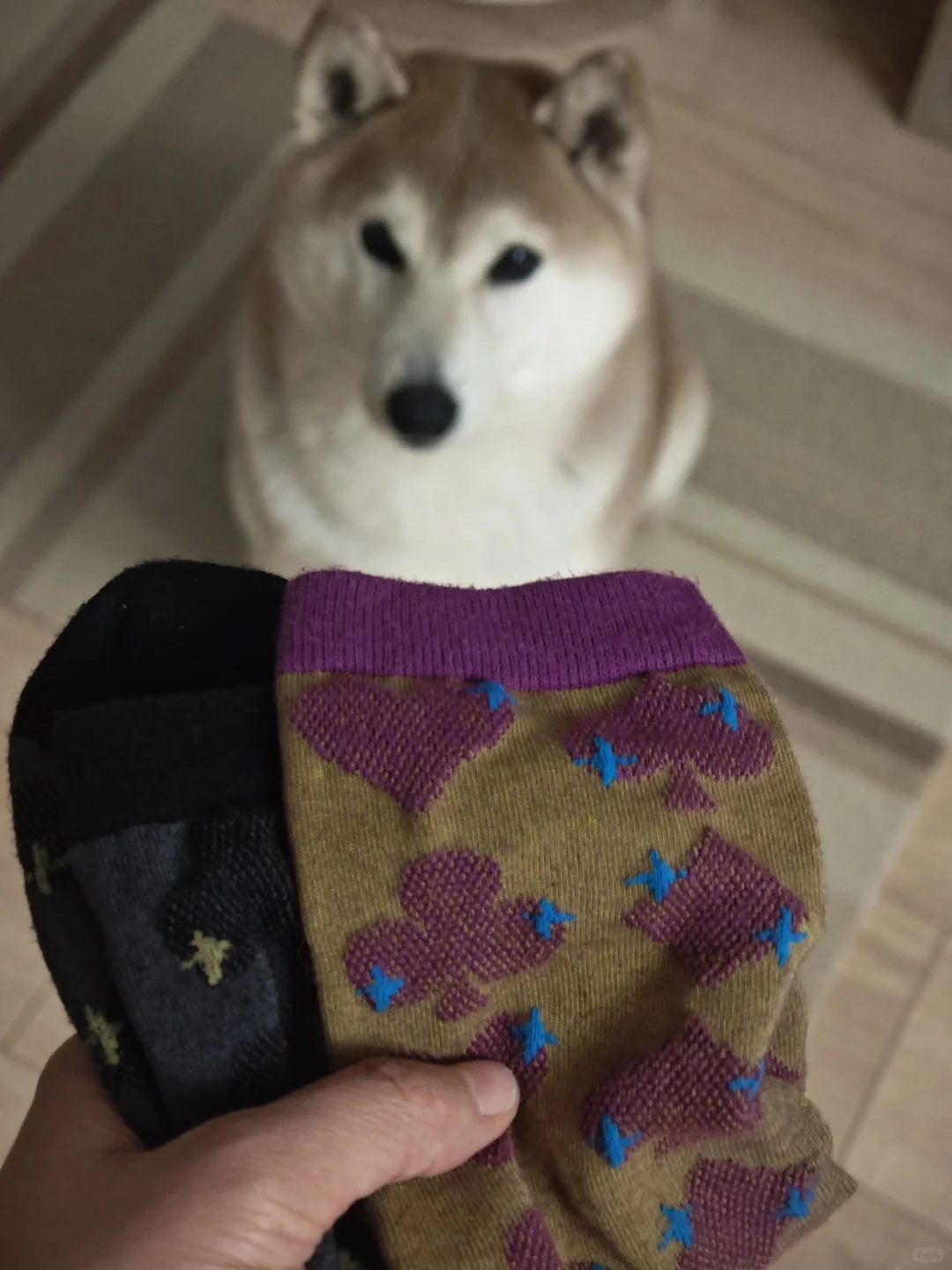 怎么能让狗开口说话？