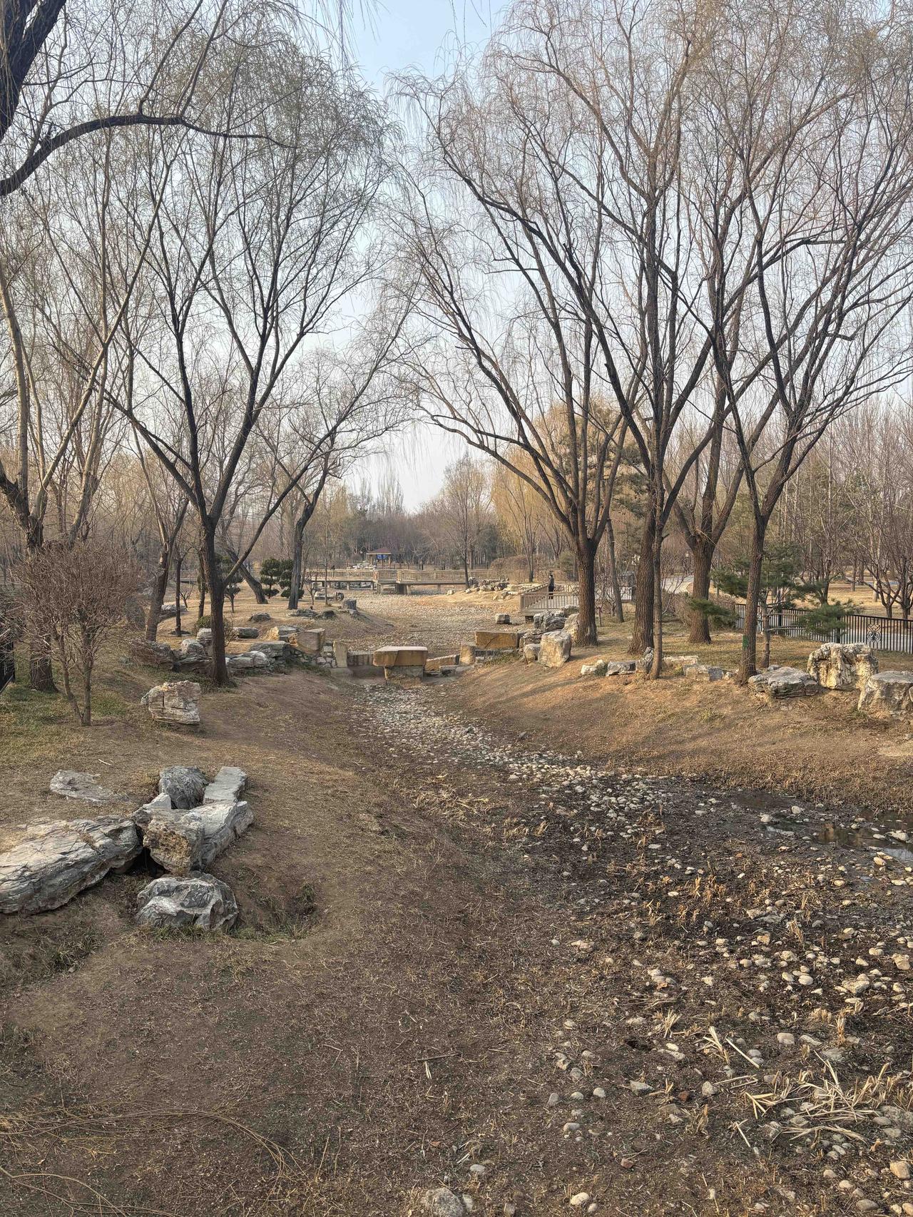 春天一步步走来，公园里的柳树肉眼可见的一天天泛绿了。
图一是前天早间拍的，图二是