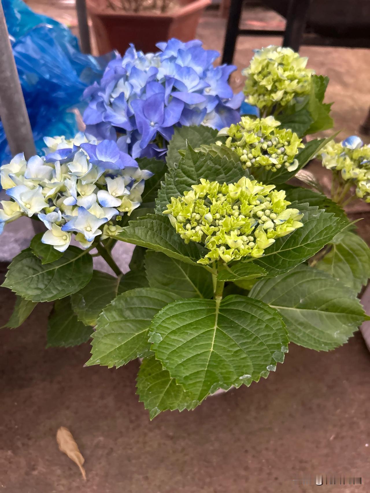 《绣球花的养护知识》

绣球花，花如其名，一朵朵簇拥在一起，形成一个饱满的花球，