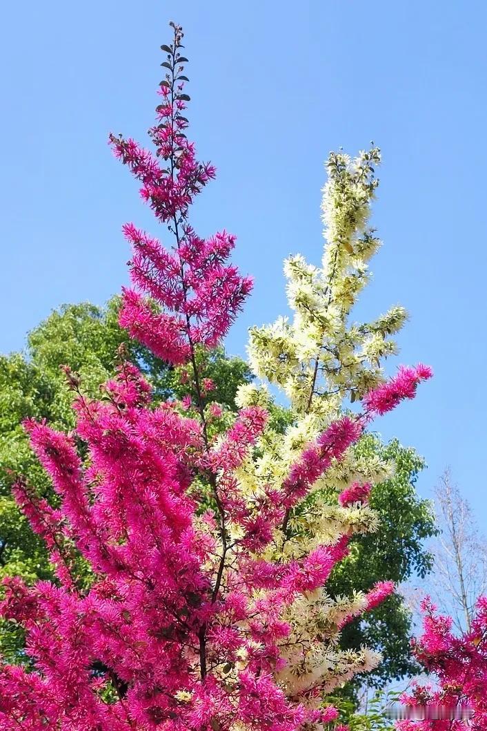 婆婆年轻时说过离婚吗？婆婆说那时也经常吵架，没说过离婚，最厉害的一次，气得跑回娘
