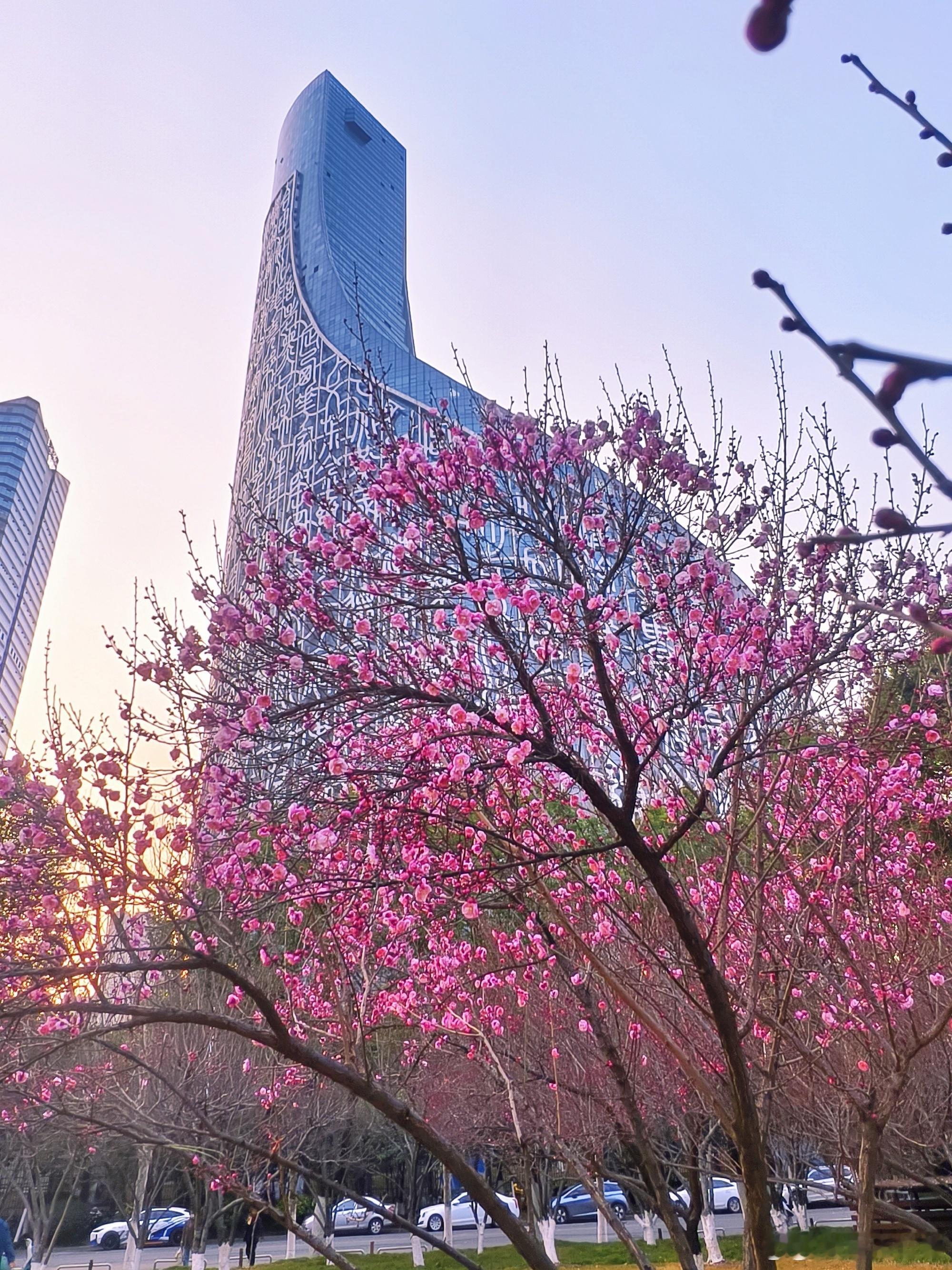 合肥赏梅顶流上线 合肥绿轴公园的梅花提前开启盛放模式，千枝万树缀满枝头，风一吹便