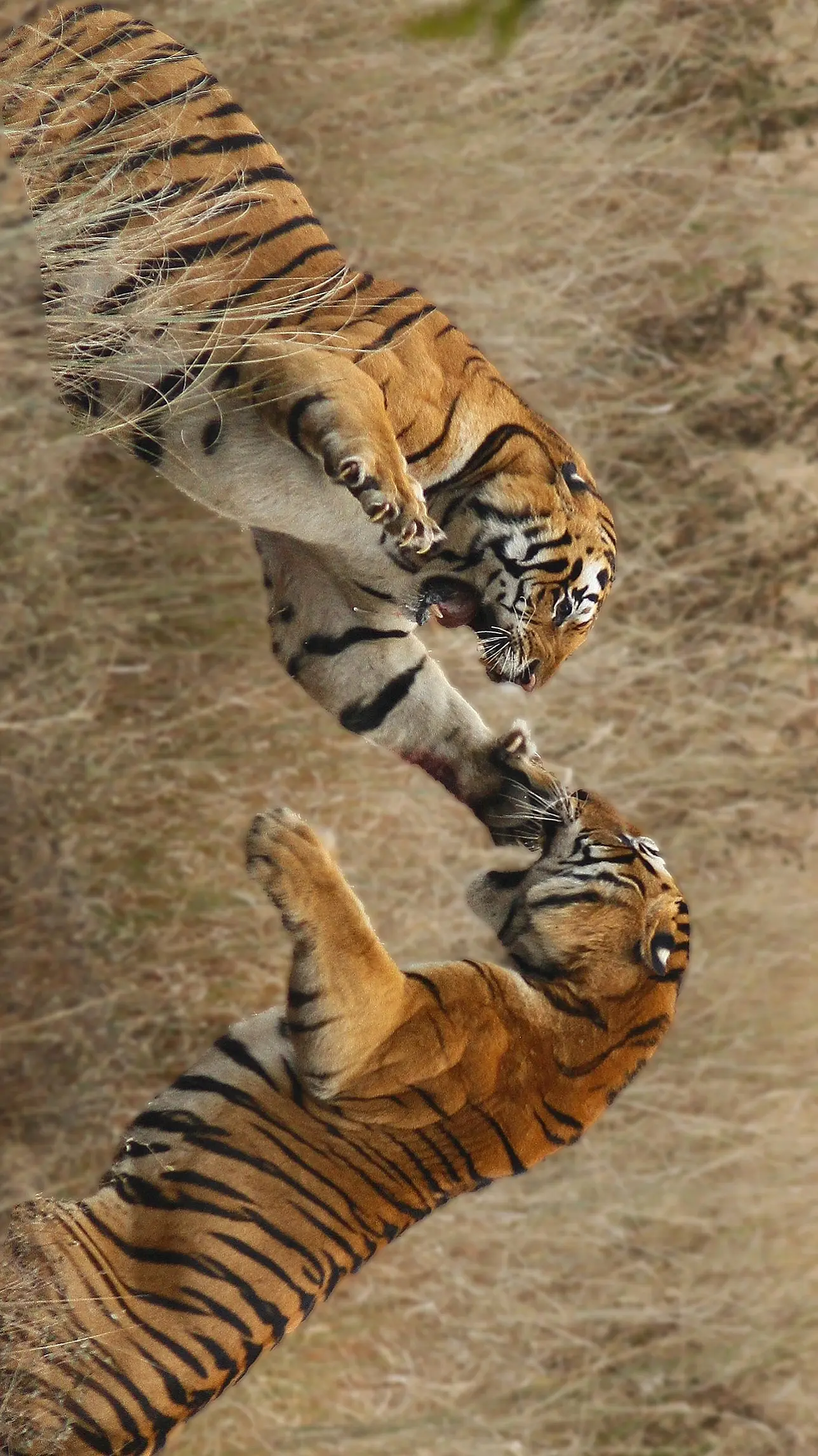 【坎哈之虎】. 坎哈这片神圣境地上的传奇大猫🐯  . 庄严 👑  ...