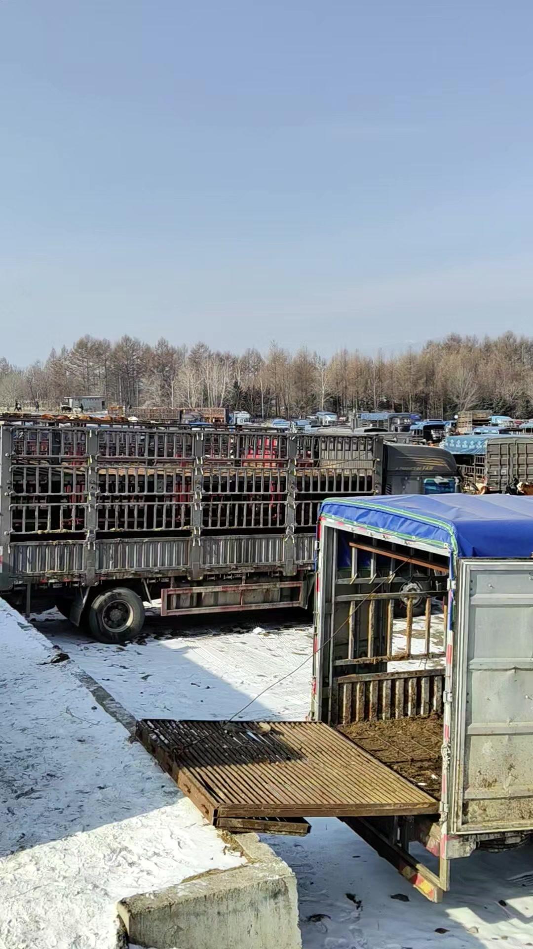 蛟河牛集上牛多到四千多头，到处都是牛，场面热闹。但现在牛价不算给力，有所下滑，养