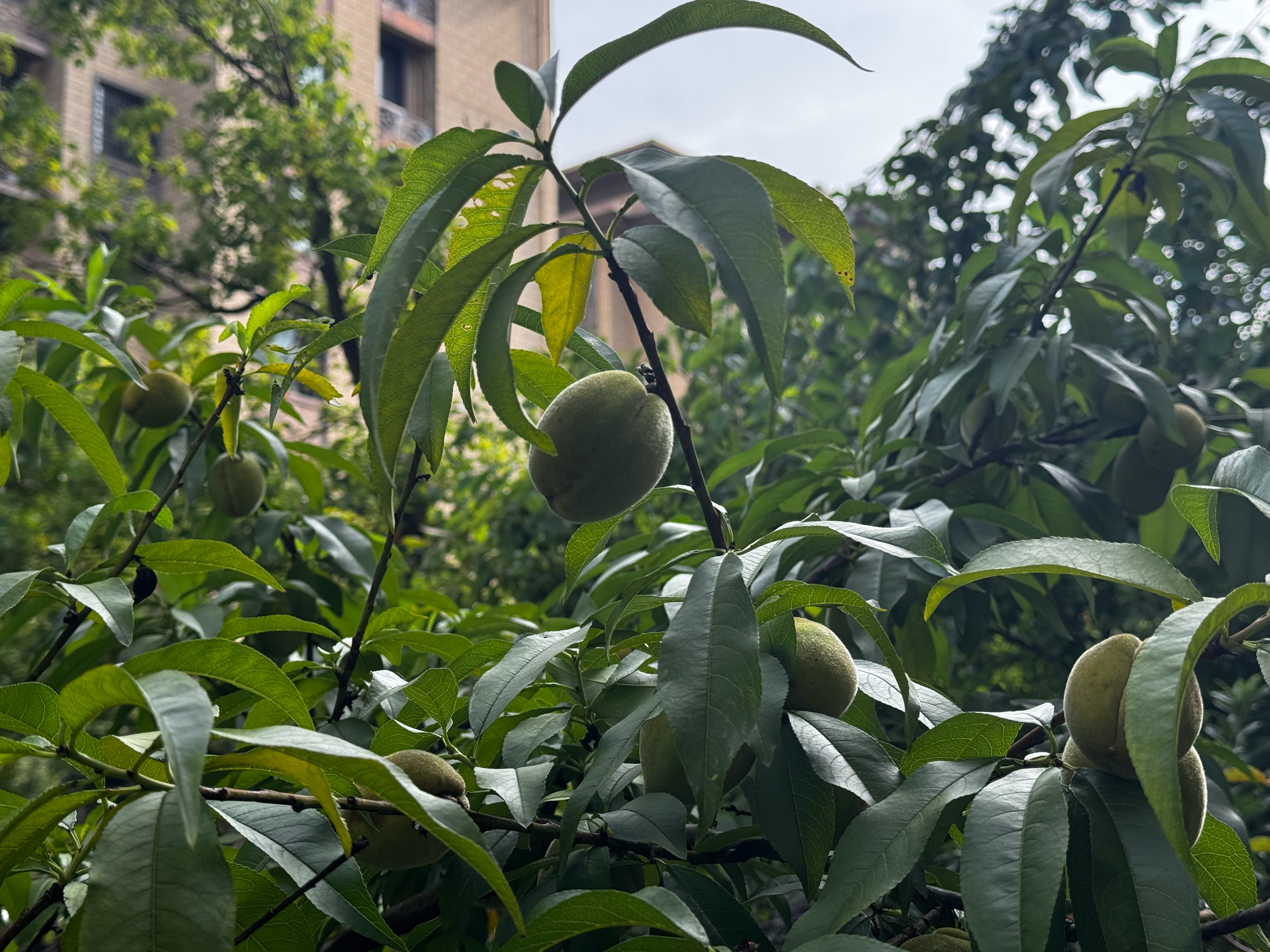 分享家里的桃子（吓晕了上一条不小心发成粉见） 