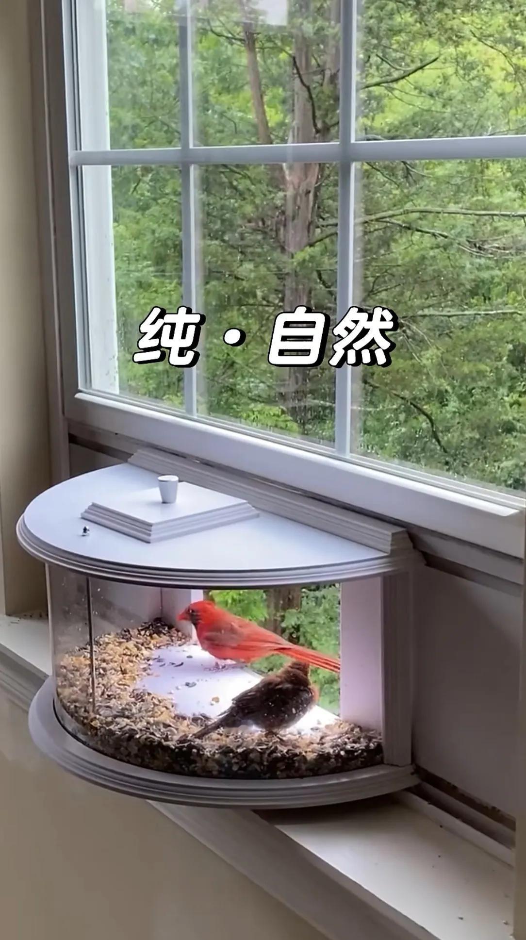 这是我见过设计最完美的鸟巢，简直太贴近大自然了！