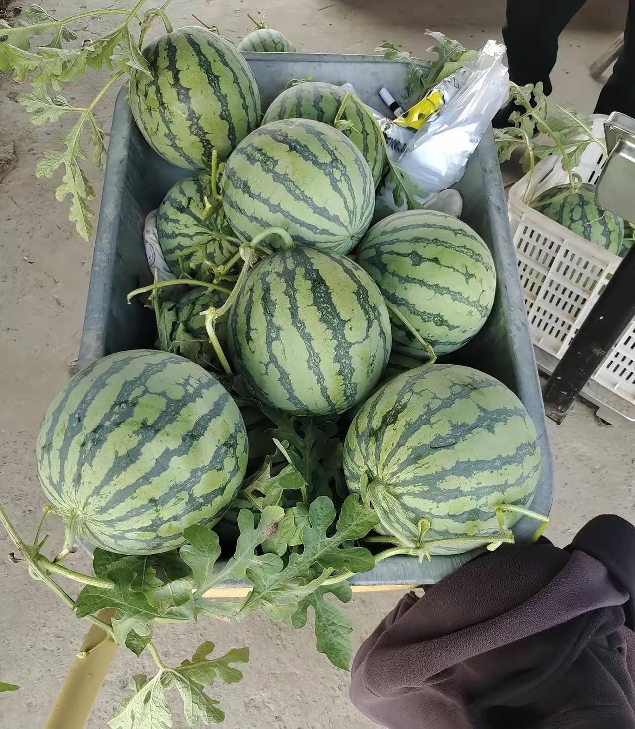 第一次见这么拽的摊主，问老板西瓜多少钱一斤？老板说:"一块五一斤"。我感觉西瓜挺