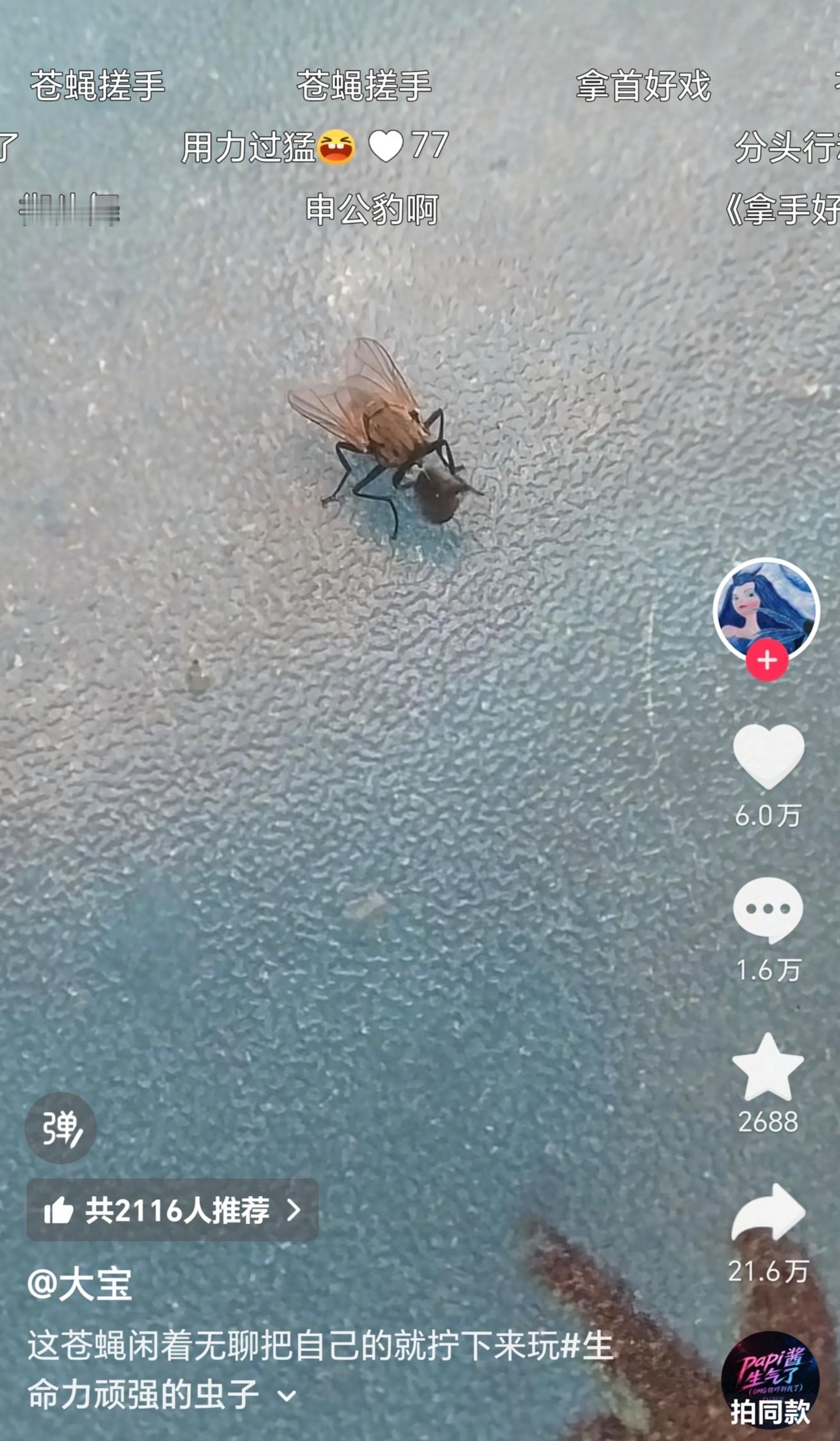 原来无头苍蝇是真的 ​​​