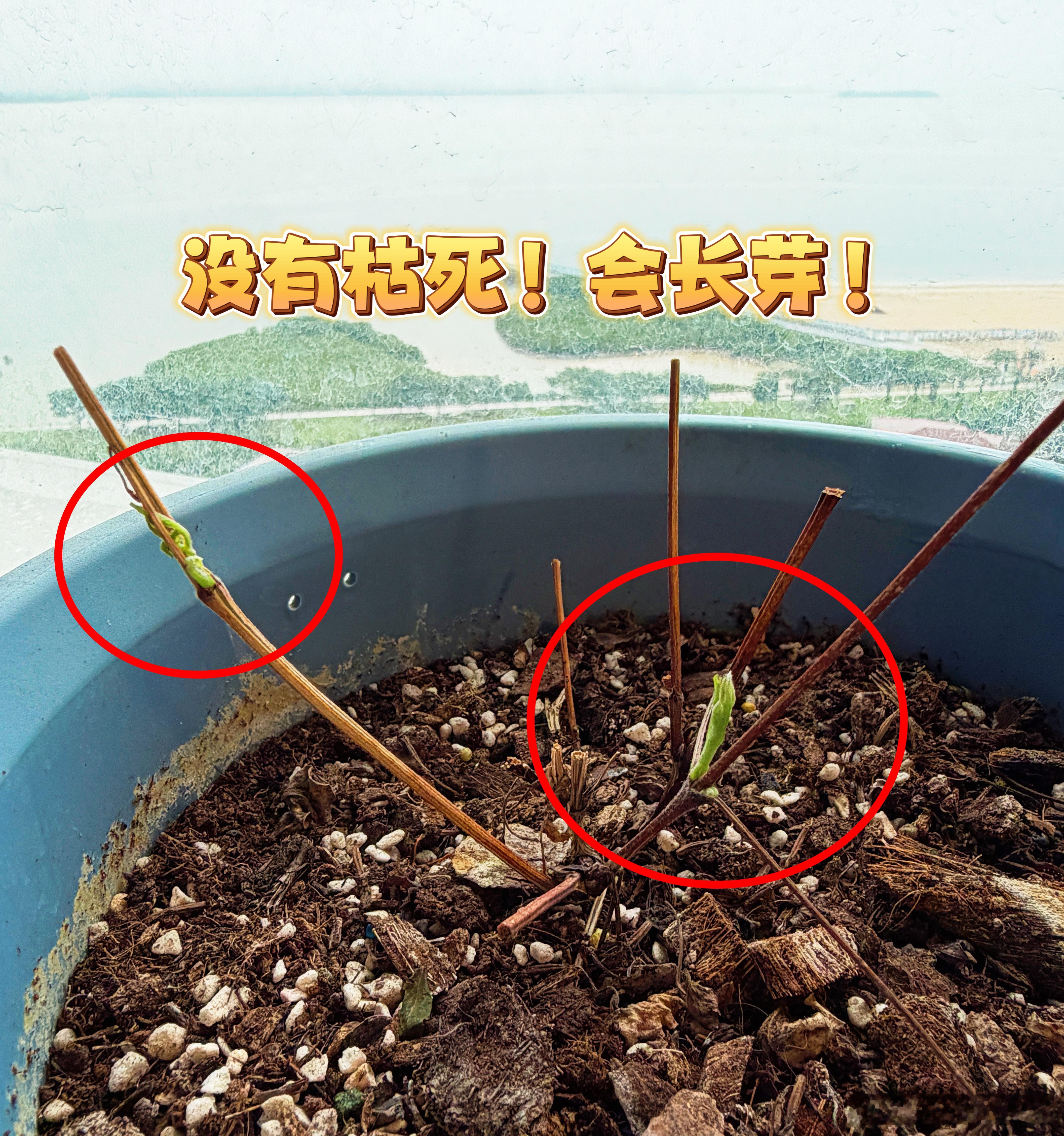 之前有姐妹说她的铁线莲枯死了，铁线莲冬天夏天是会休眠的，叶子枝条看起来就是完全干