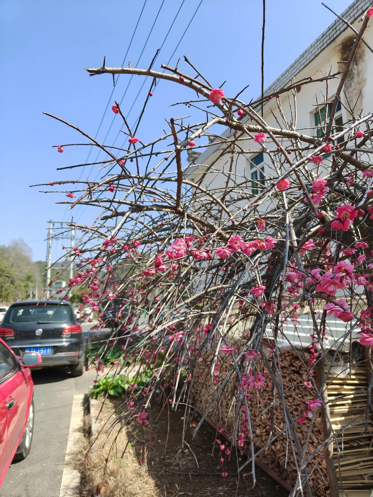 春节出行随手拍实景图分享！

春节假期从拜年开始~[呲牙]

拜年还是从酒桌开始