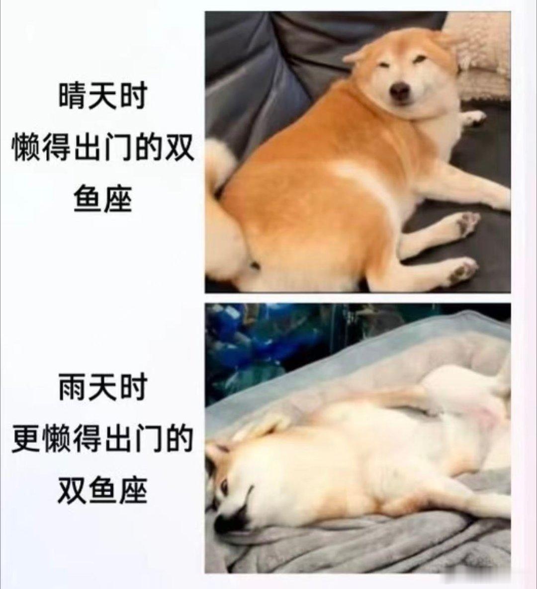 十二星座 双鱼：因为天气太晴朗而不想出门。也是双鱼：天气太阴也没心情出门。 
