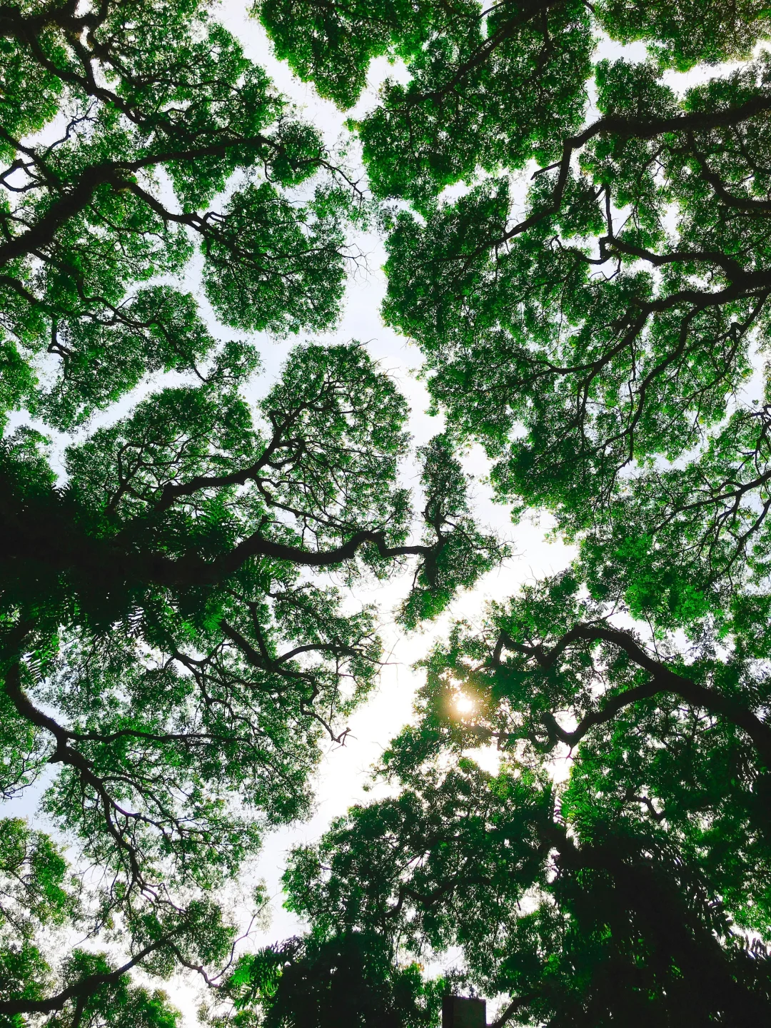 教科书级别的“树冠羞避”