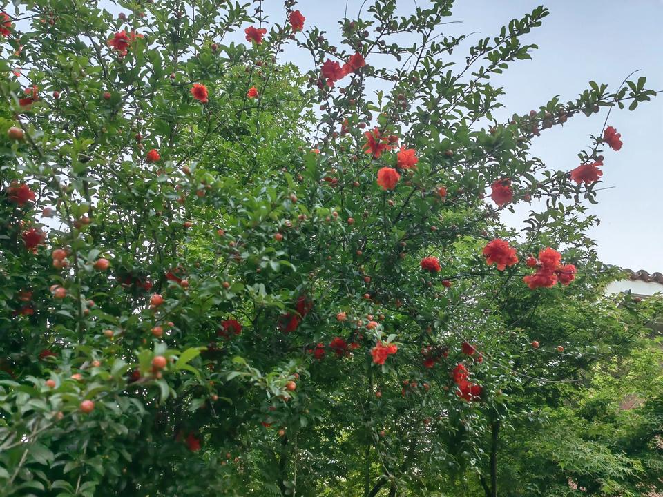 石榴花