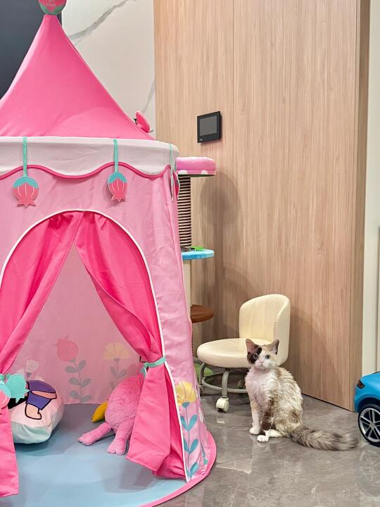 人、嫡长女要住公主帐篷😡