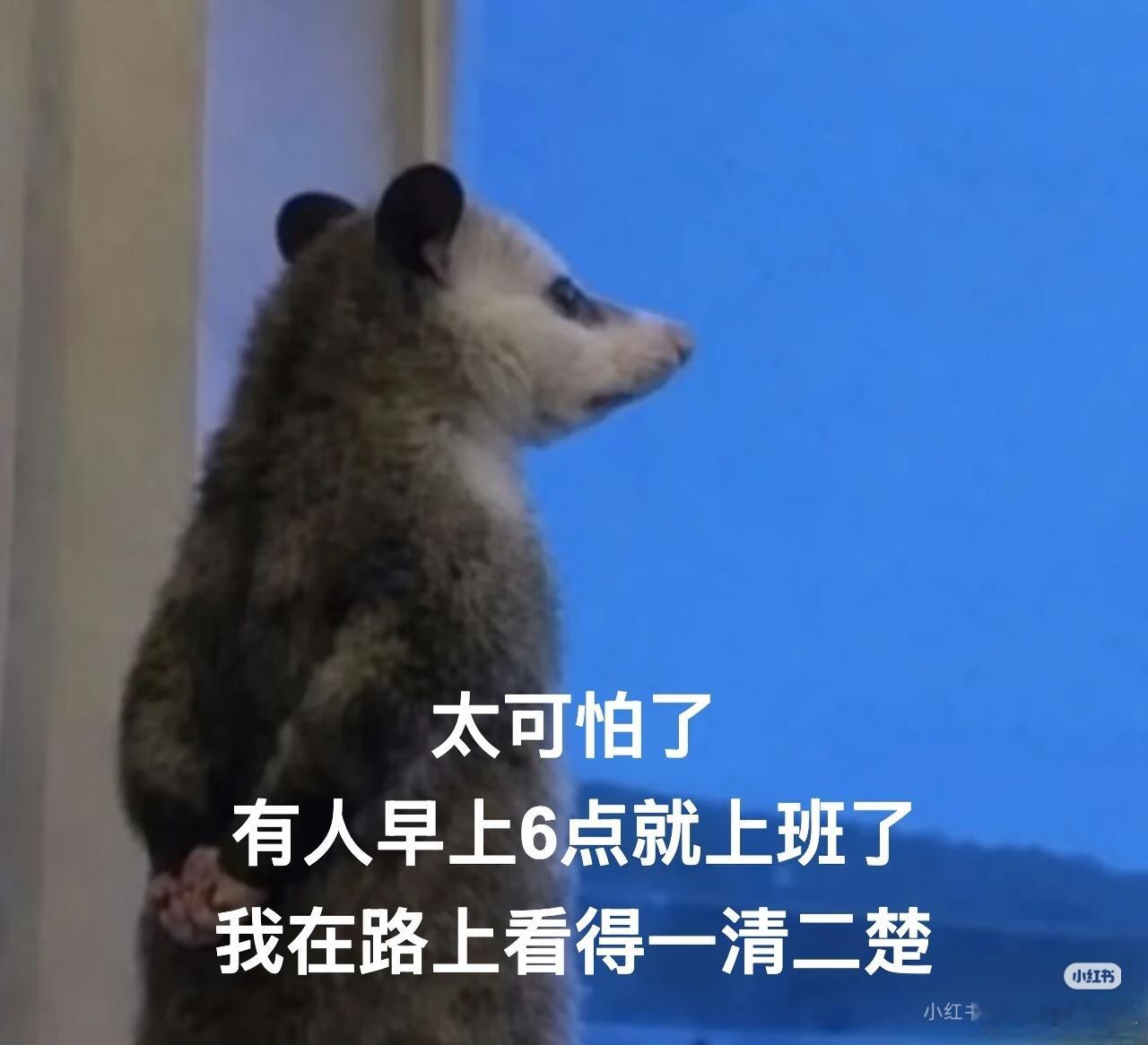 谁能拒绝一只负鼠呢小负鼠拖着细细长尾，捧着零食小口啃食，腮帮子鼓鼓囊囊。慢悠悠踱