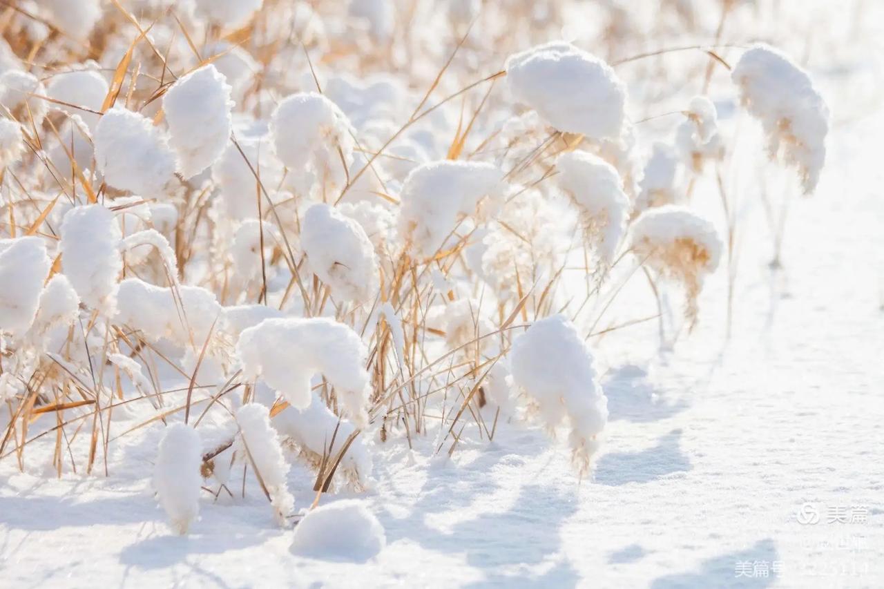 雪花纷纷扬扬地飘落，如同童话世界里的精灵，在寒冷的空气中舞蹈。夜空下，银装素裹的