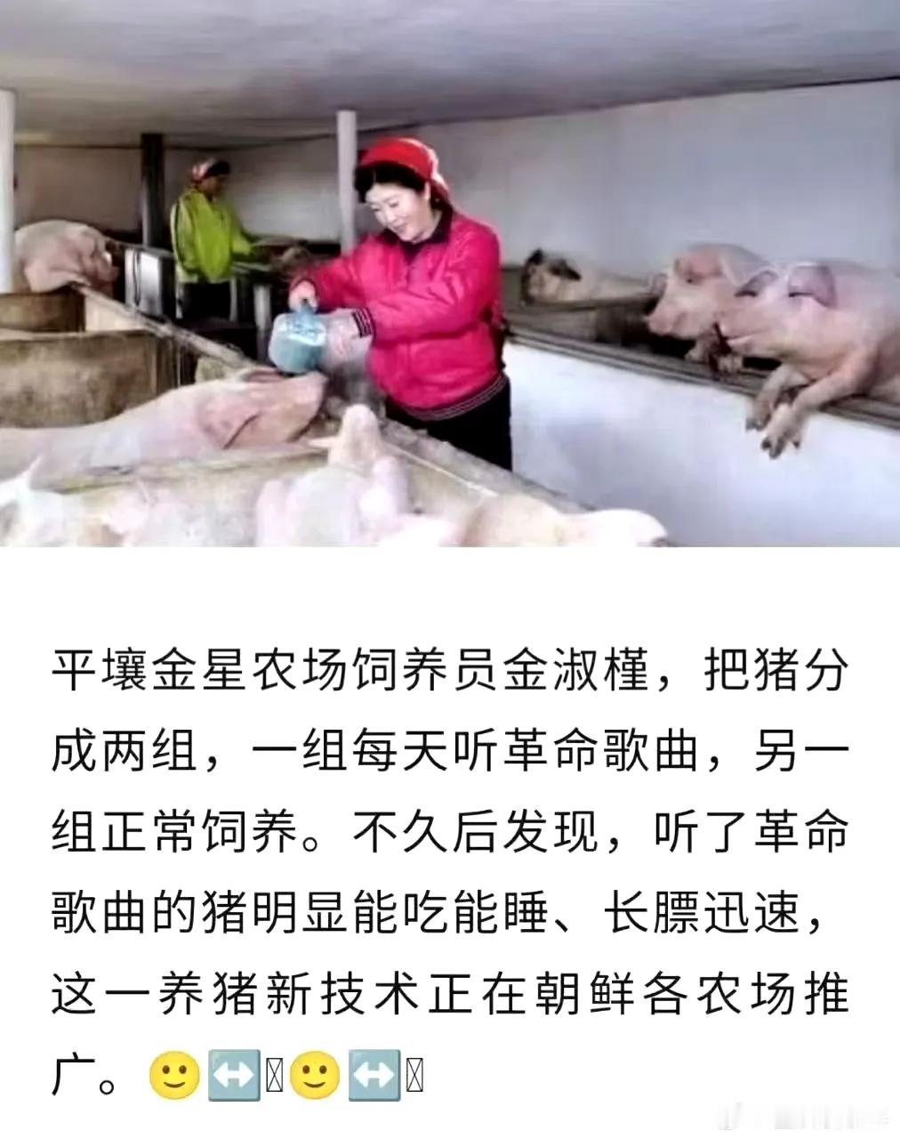 小粉猪虽然听了歌曲又强又壮，但是不听歌曲的🐷瘦啊，不会被杀。