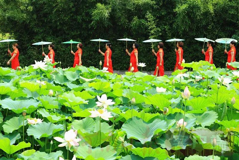 天净沙·仲夏

               □ 周兴华

碧荷翠鸟鸣蛙。野蜂飞