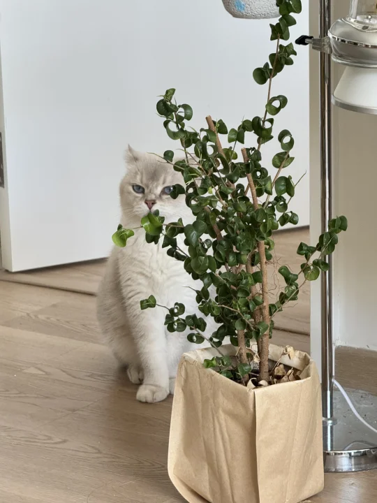 桃花深处有人家，小树旁边有小猫