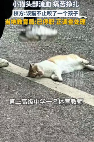 太残忍了！12月10日报道，湖南一体育老师一脚踩死猫被停职了，这流浪猫已经在学校