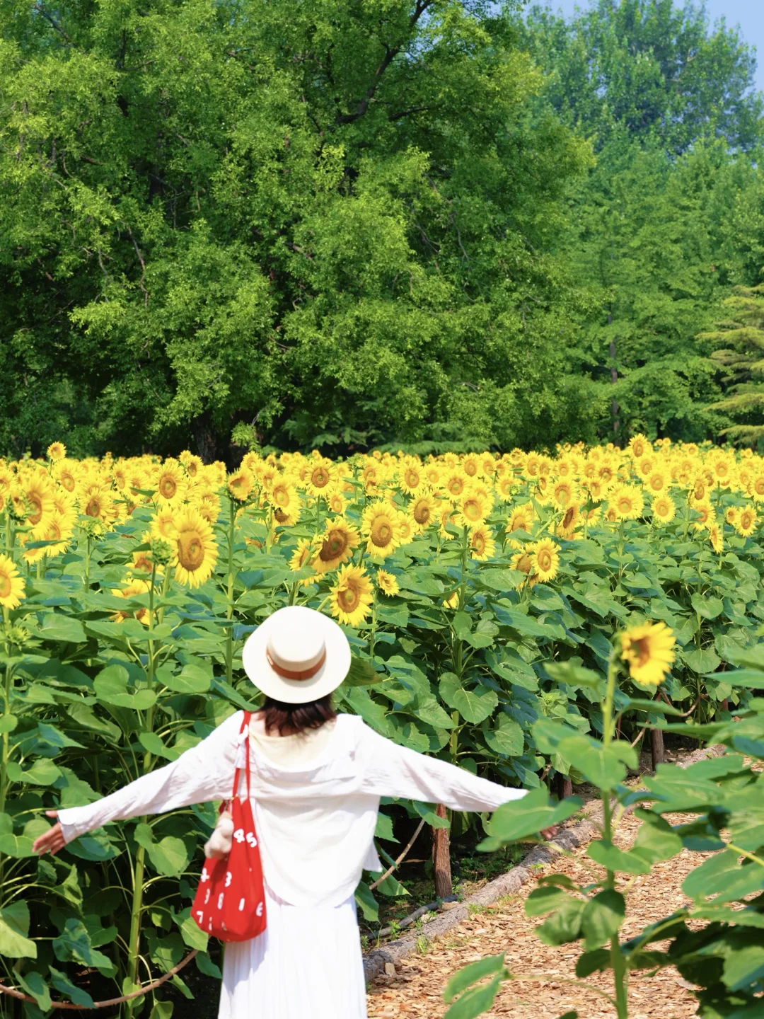 7.3实拍｜盛夏顶流🌻奥森向日葵开啦