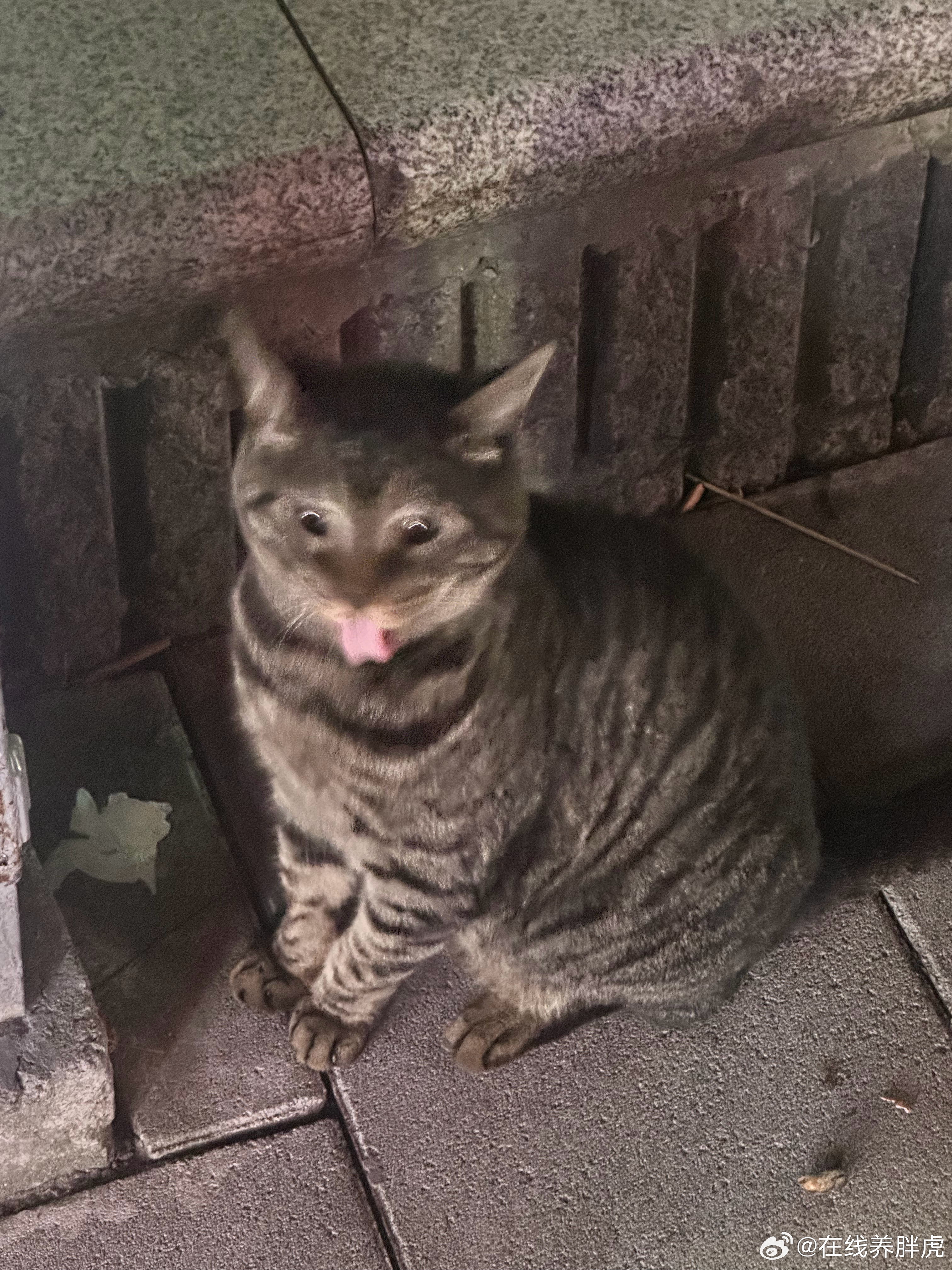 嘻嘻 不嘻嘻 🐈⬛ 