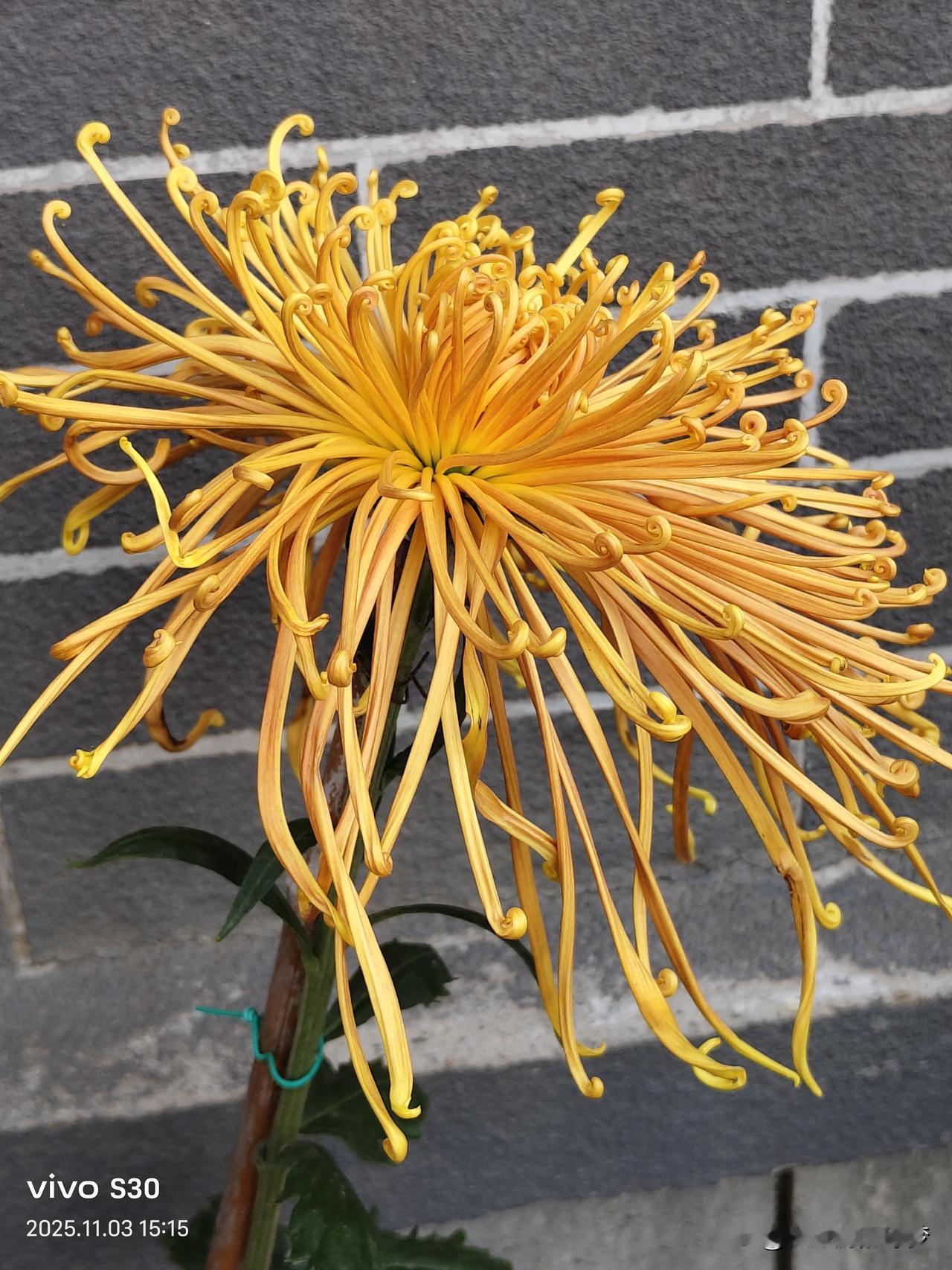 快乐的生活，马年愉快！