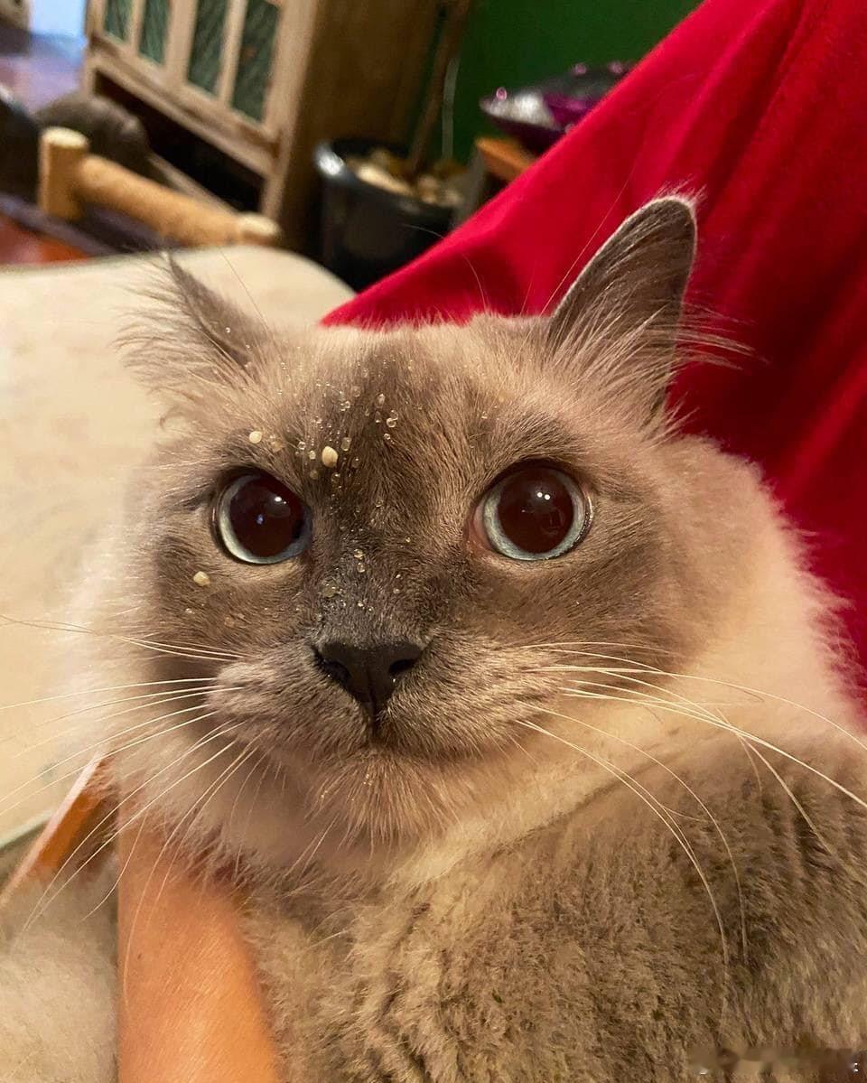 偷吃不擦嘴，暴露了吧cr：meowed 