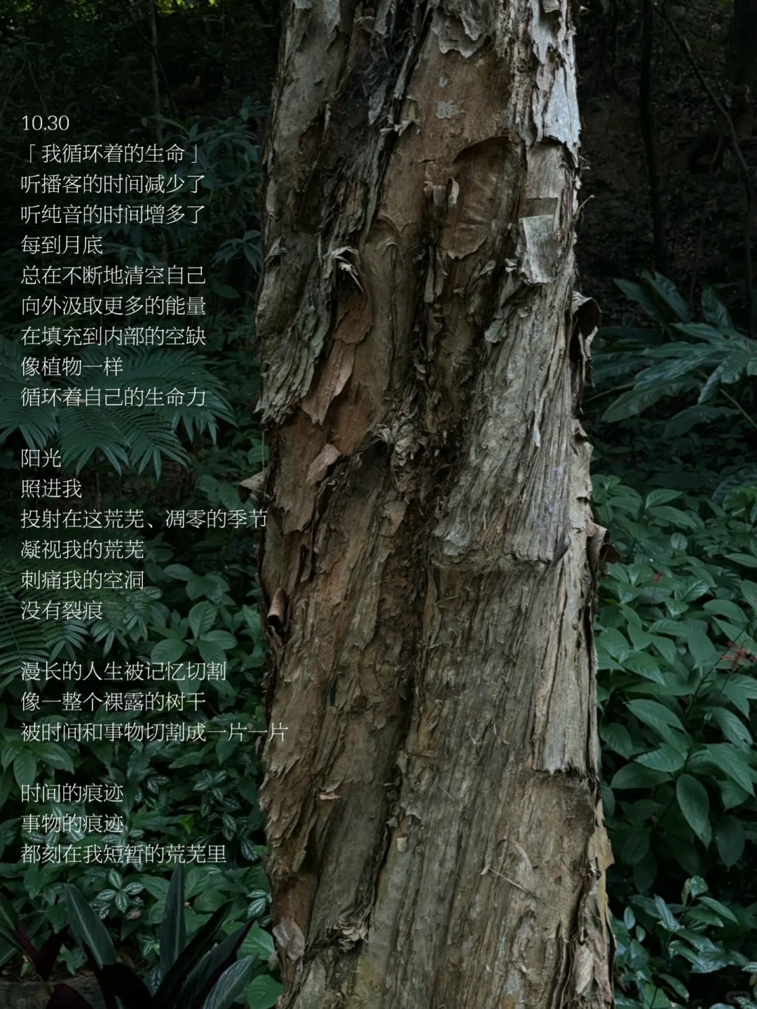 写在十月的尽头：过活，过活，就这样过活。