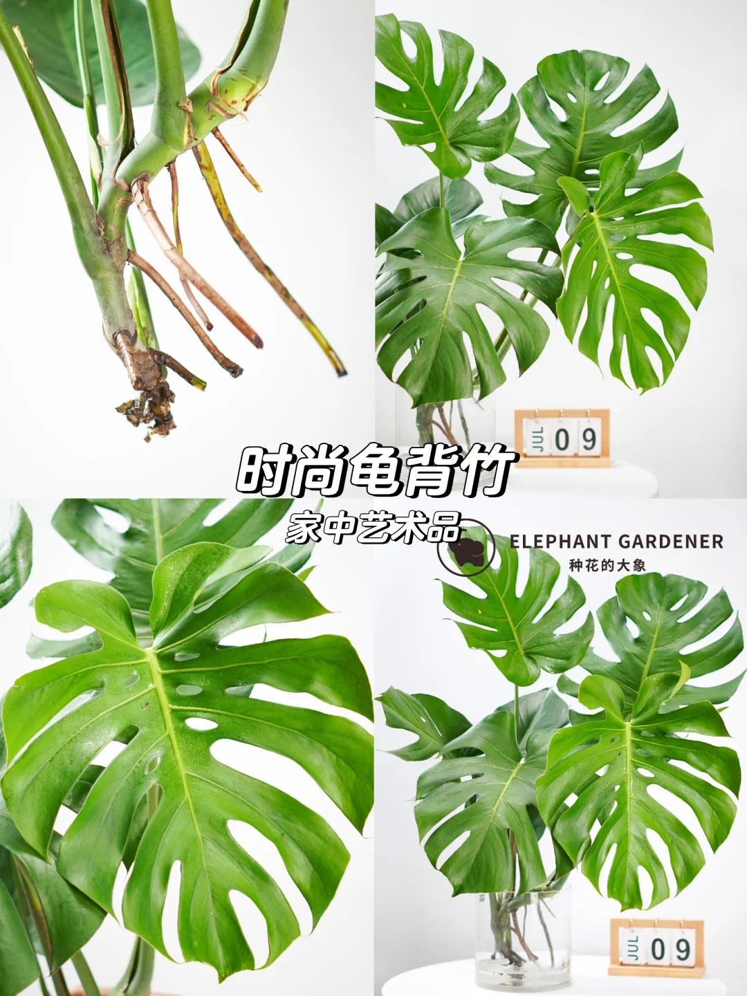 🌿独一无二的龟背竹，提升你的家居品味！
