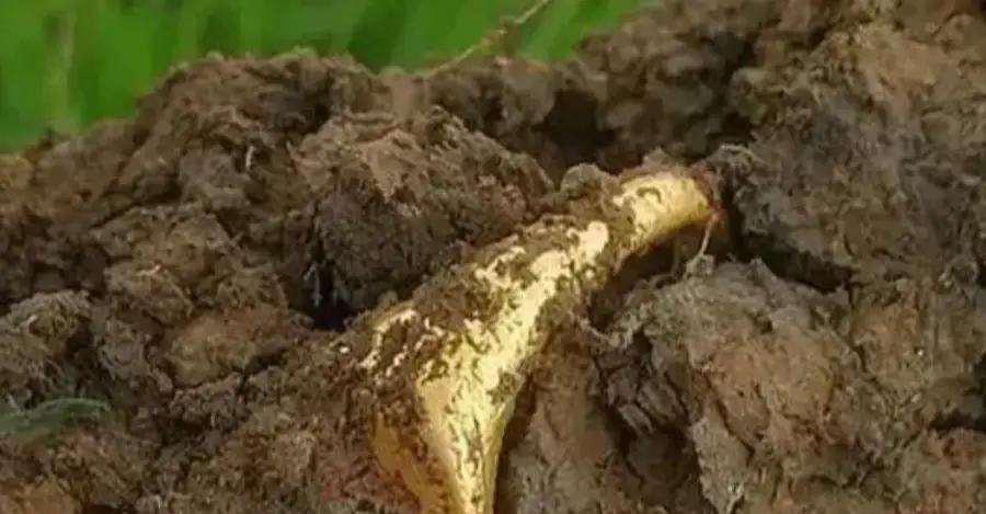 1984年，四川绵阳一农民正在挖地基，突然，他发现挖出的黑泥里，有东西闪着光，扒