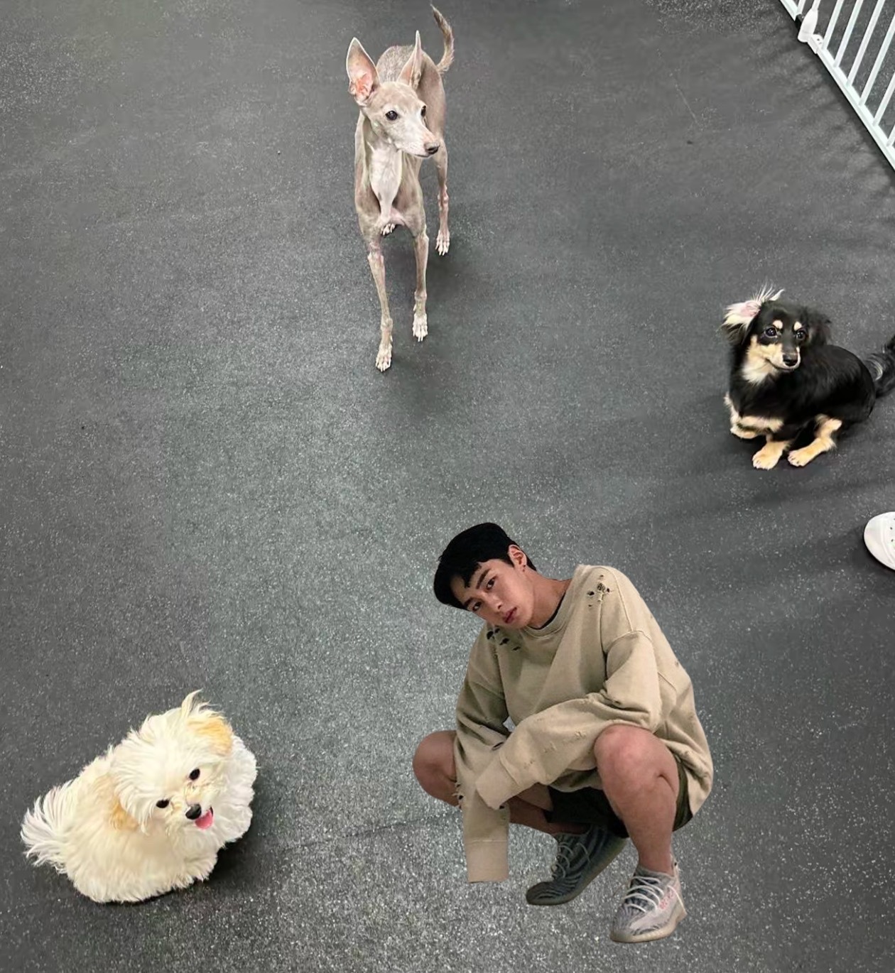 aespa4个人的小狗合照 