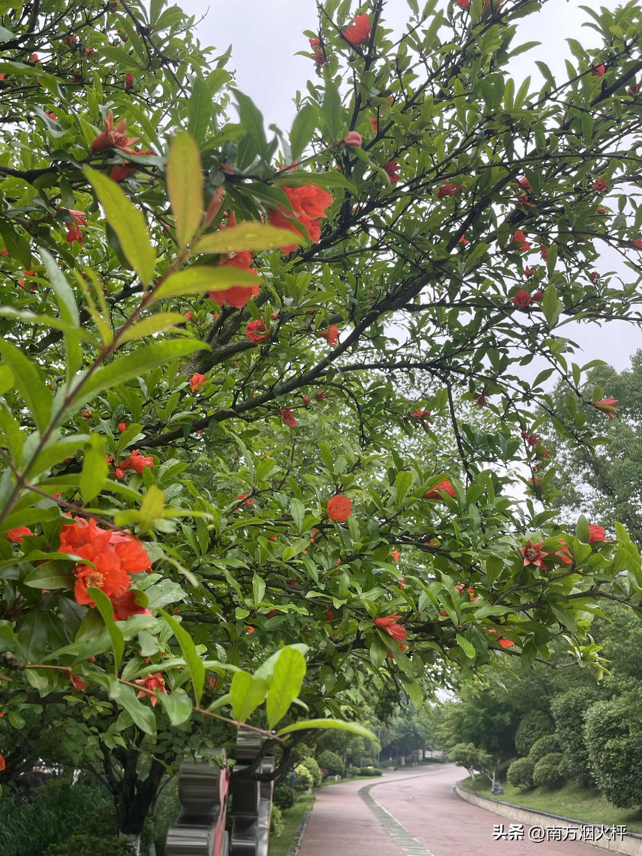 石榴花也是花，这几天开得正艳。