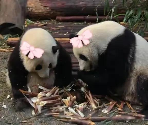 天啊！弟弟变妹妹花花的弟弟和叶竟然是女孩子。
成都大熊猫基地公布和叶真实性别是女