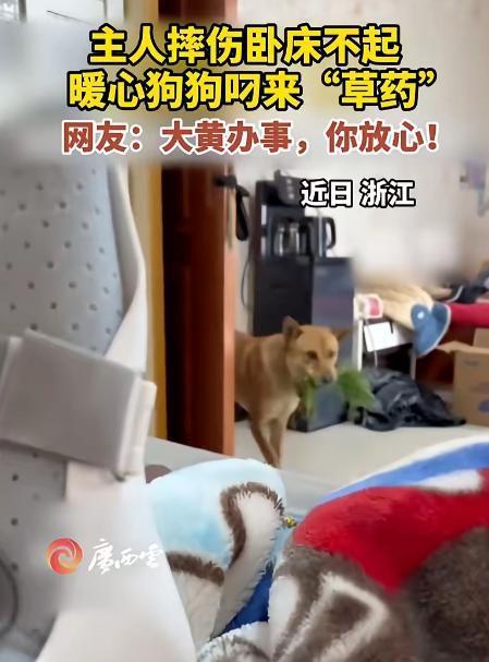 解释不清了！浙江，一男子摔伤在家养伤，家里的土狗见主人卧床不起，竟从外面叼了一捆