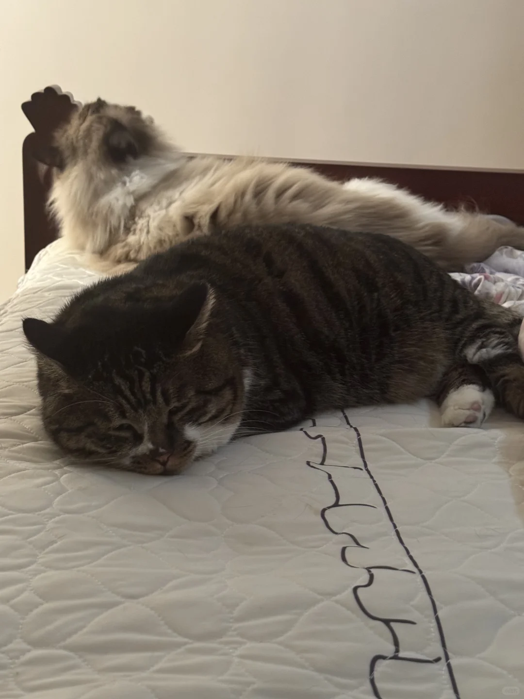 哈哈 这像啥 天妇罗？🍤