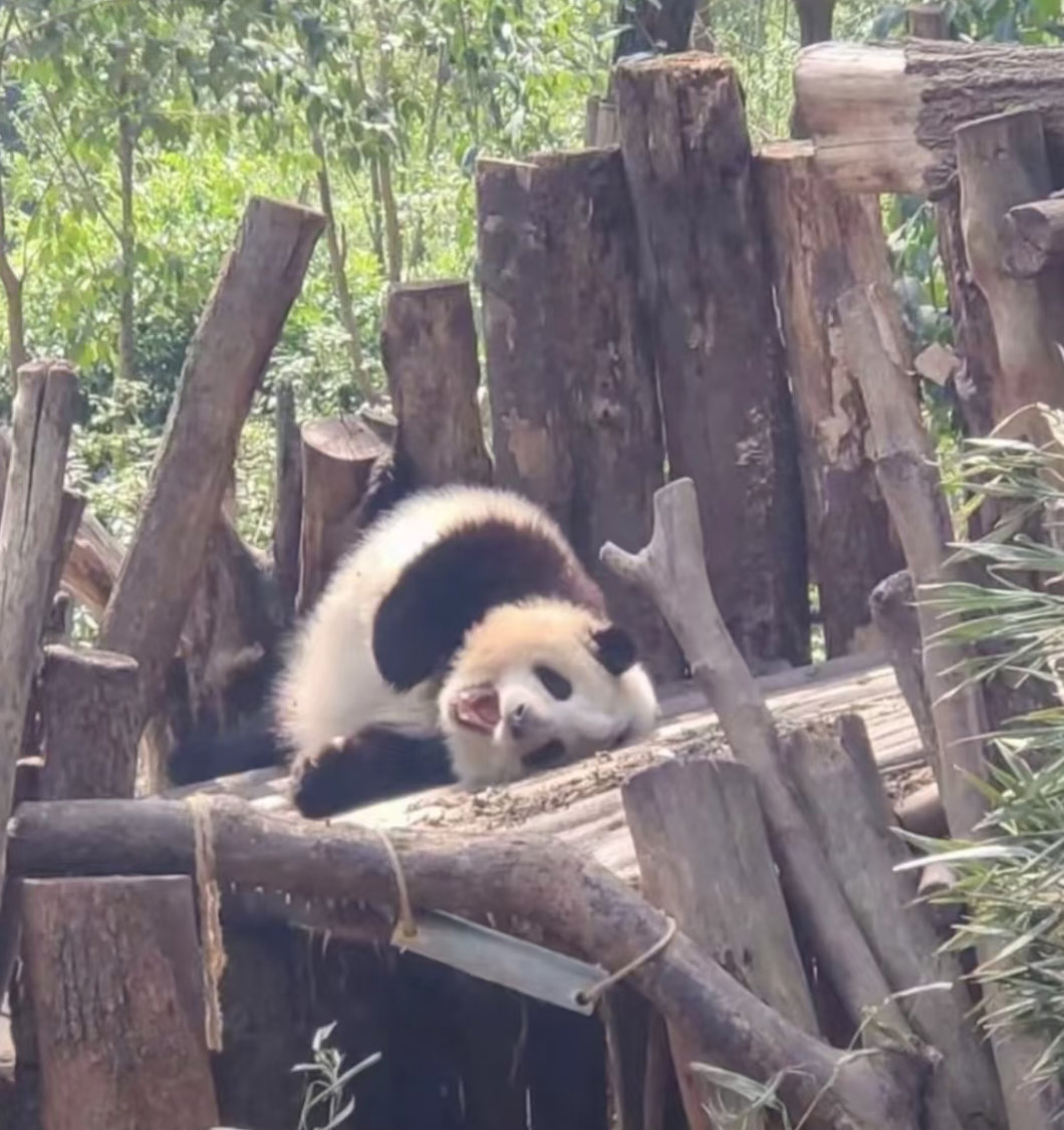 花局还是小宝宝 🐼 