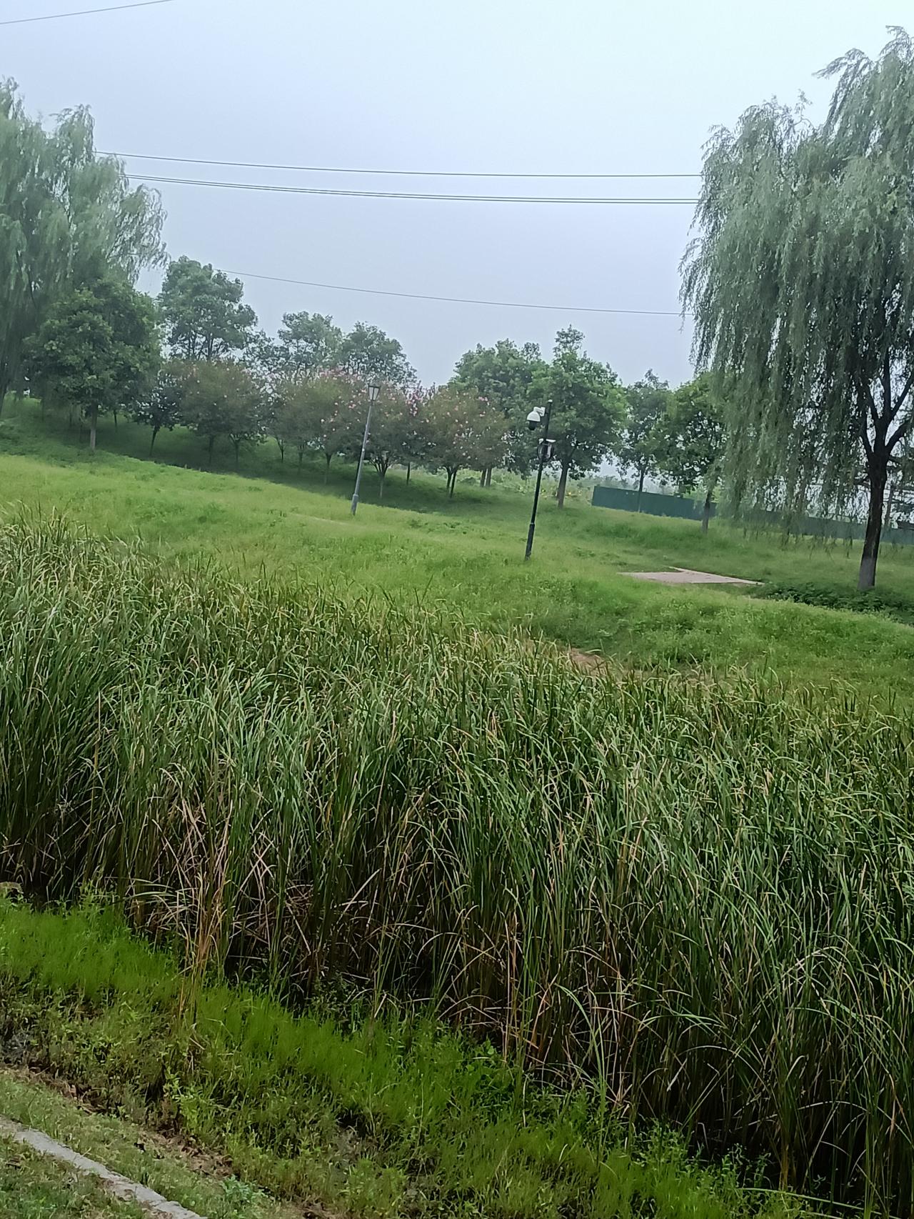 一年一度秋天到，时间过得真快啊，感觉河里的水草才变绿，又开始变黄了。绿油油的水草