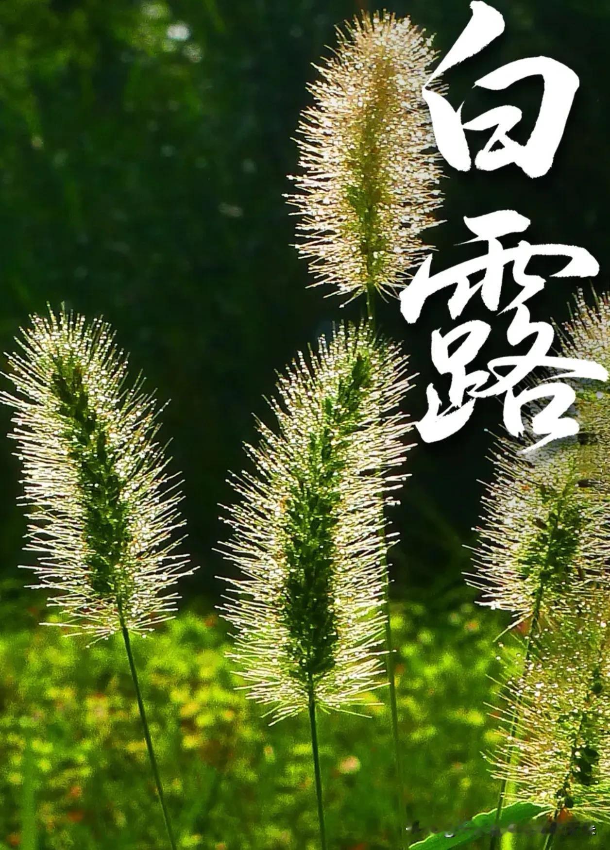 今日白露｜秋天，从一碗银耳羹和一把萝卜种子开始

2026年9月7日，农历七月廿