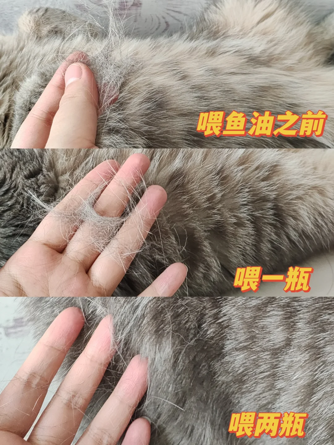 猫毛终于不掉啦！！！掉家里猫猫掉毛必备！！