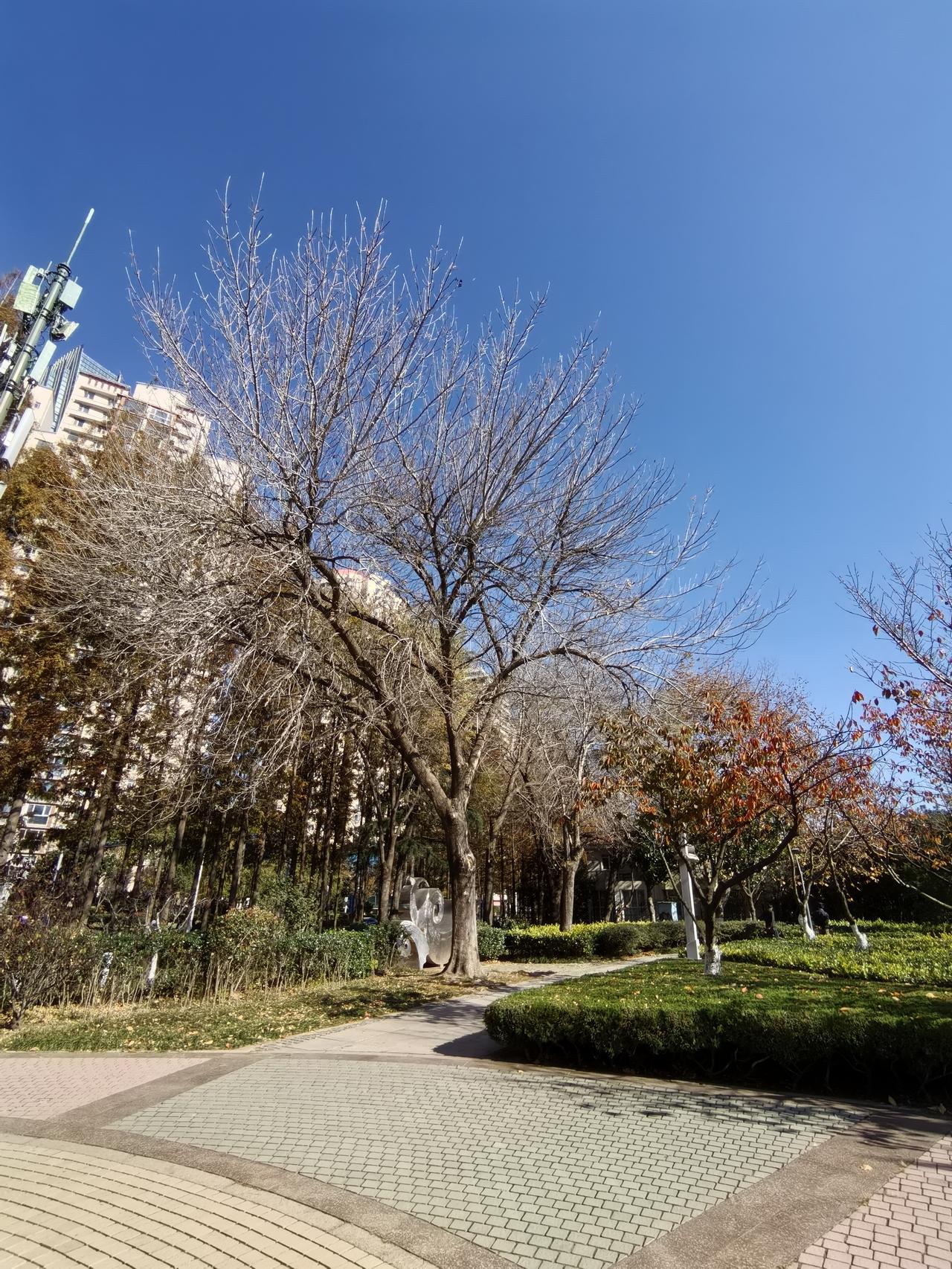 大自然真的很神奇。

时光会让秋色饱满，时光也会让秋色萧条。

春日的姹紫嫣红，