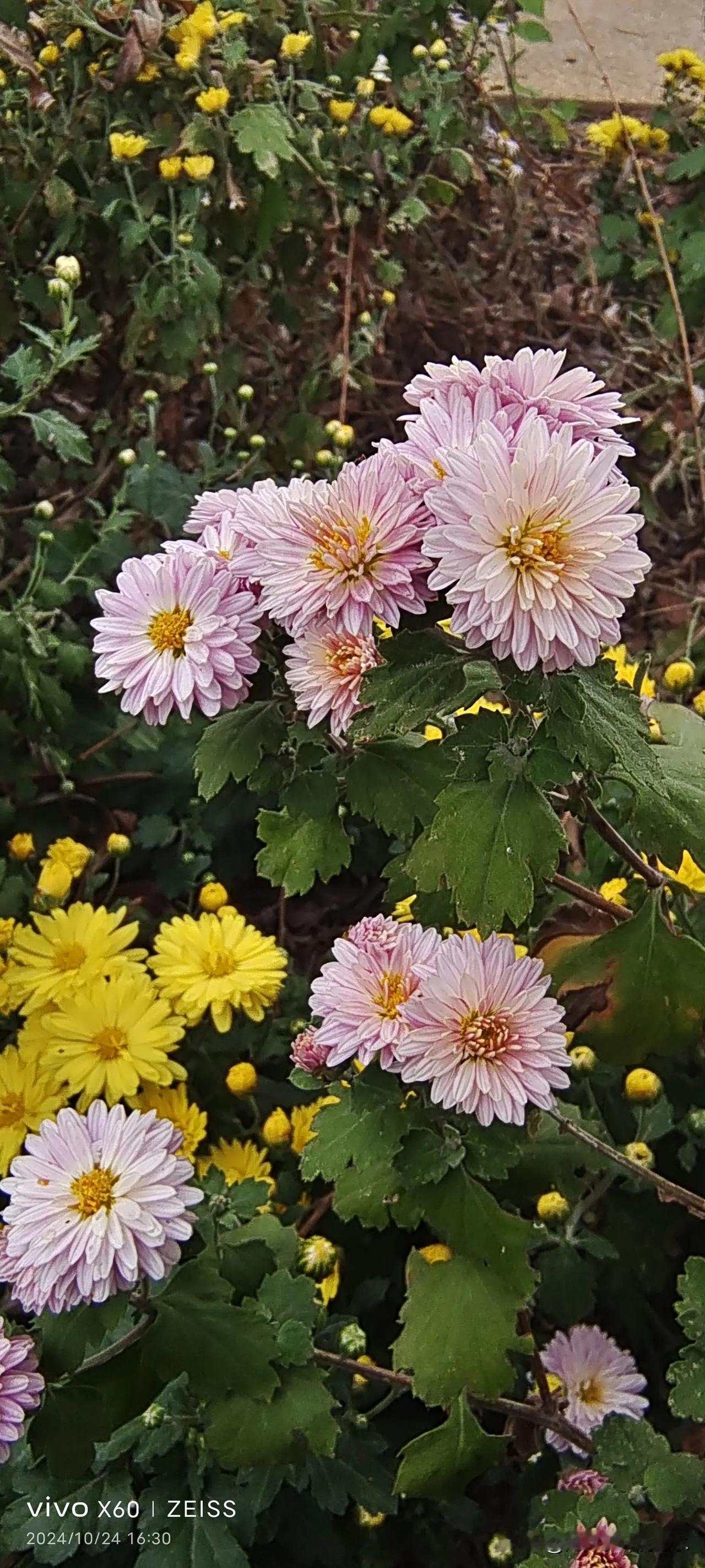 早上在沣渭怡心岛吃早餐，卖油茶麻花、公婆饼。同行者不吃，买了两个包子过来，卖饭的