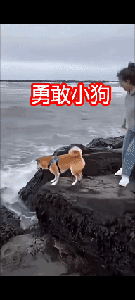 【疑似 AI 生成】
勇敢的狗狗🐶