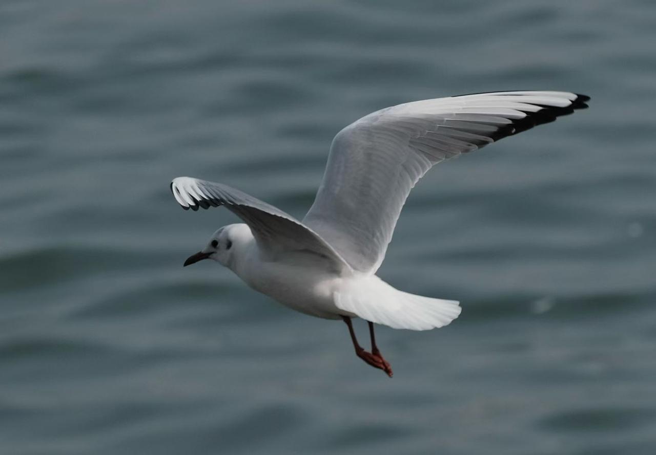 请用一句话概括一下，什么是幸福用一句话概括幸福，身体健康，家庭和睦，事业顺利，开