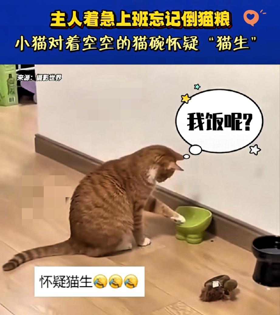 杭州女孩忘喂猫，监控画面笑喷！
养宠不是一时兴起，责任才是底线！
 
起晚赶上班