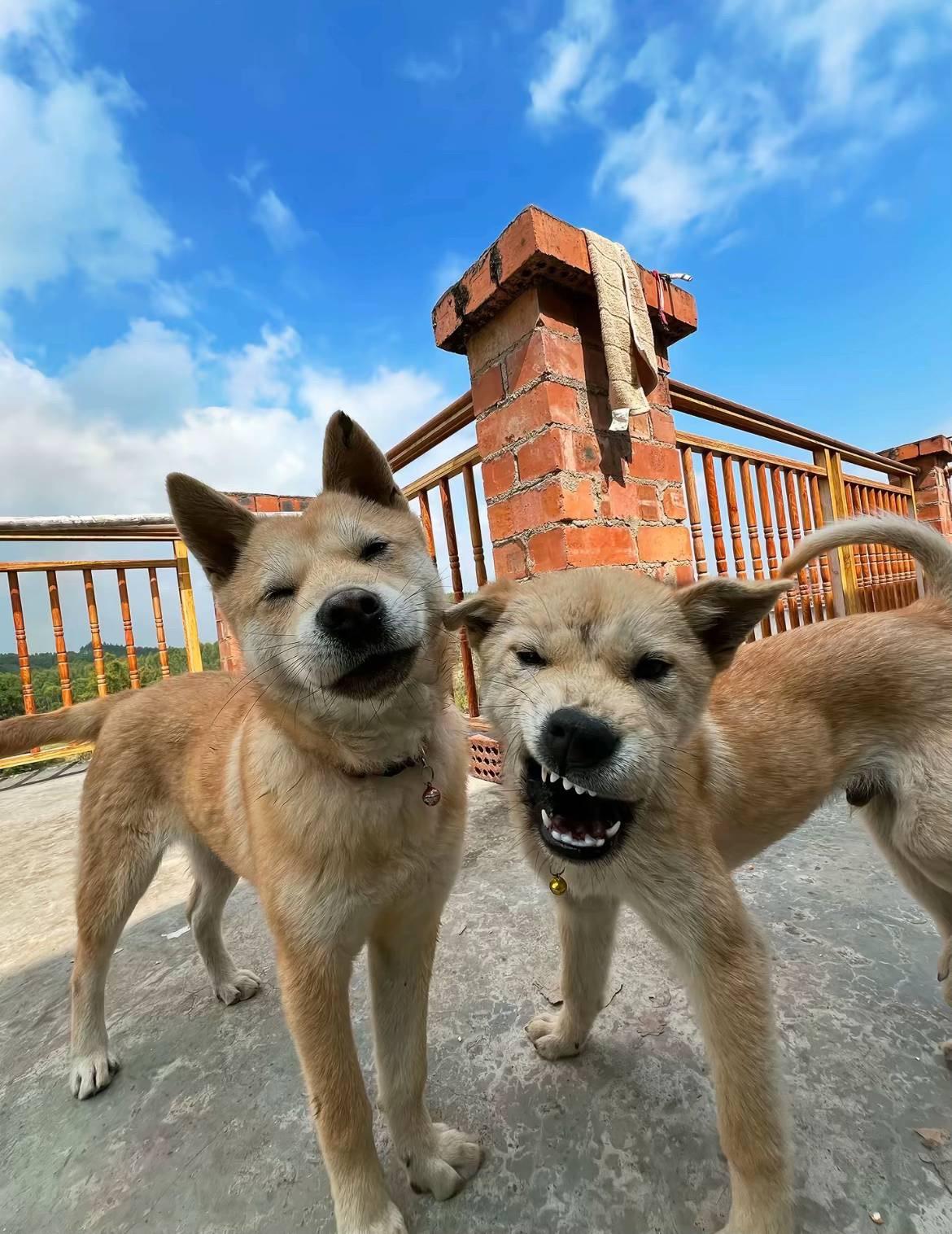 怎么还打起来了